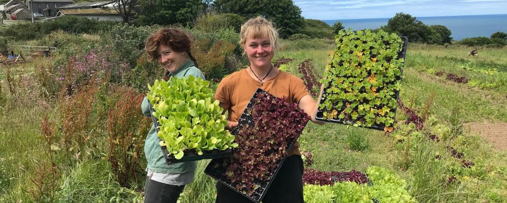 Vom Büro aufs Feld - Freiwilligendienst in der solidarischen Landwirtschaft (Wales)